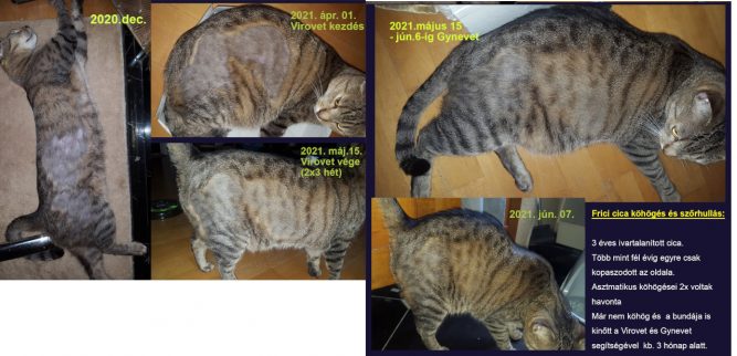 macska szőrhullás Macska szőrhullás kezelése