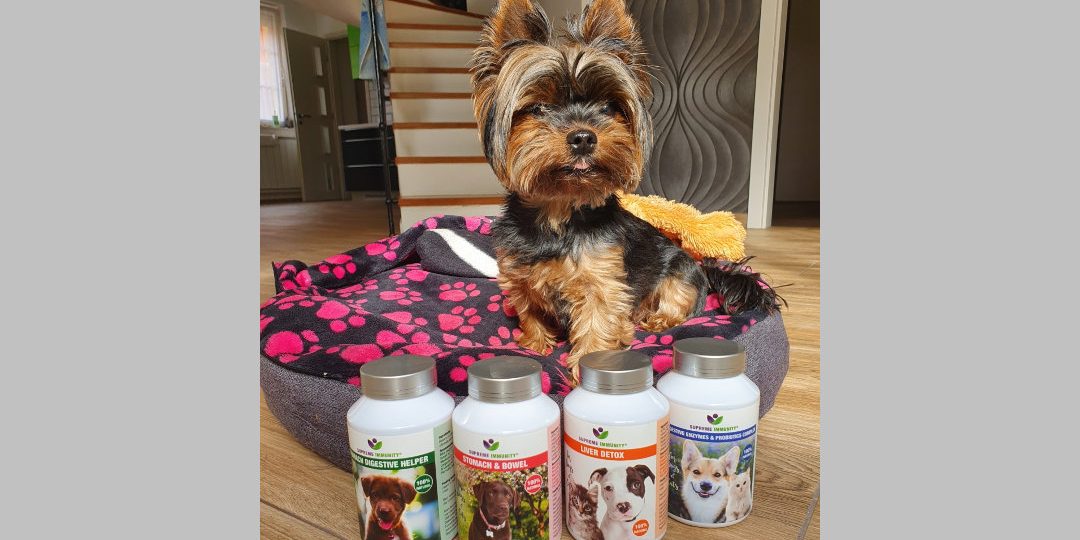 Screenshot_20210620-132940_Gallery Kutya hasnyálmirigy