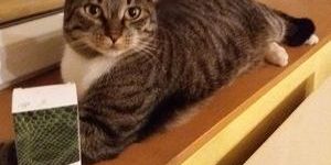 214202843_1122574098228011_9064833819928001124_n macska köhögés