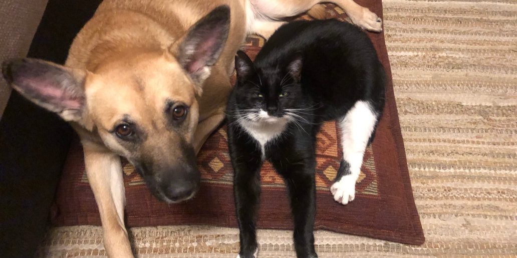 IMG_2895 Kutya combnyaktörés