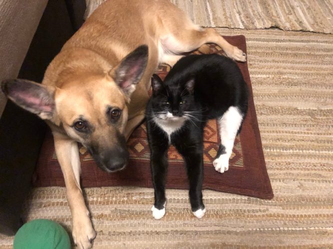 IMG_2895 Kutya combnyaktörés