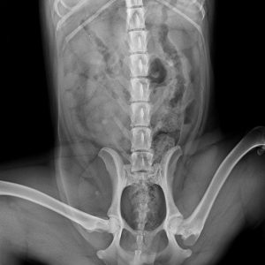 kuty combnyaktörése