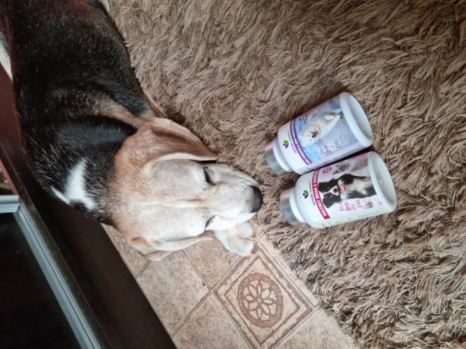 20210915_092534 Kutya nyaki porckorongsérv