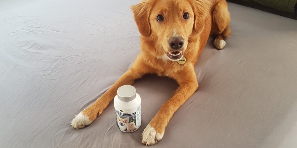 emesztoenzim-es-probiotikum kutya emésztése