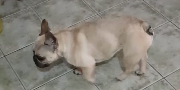 bulldog kutya porckorongsérv