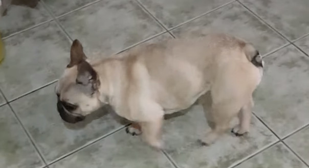 bulldog kutya porckorongsérv