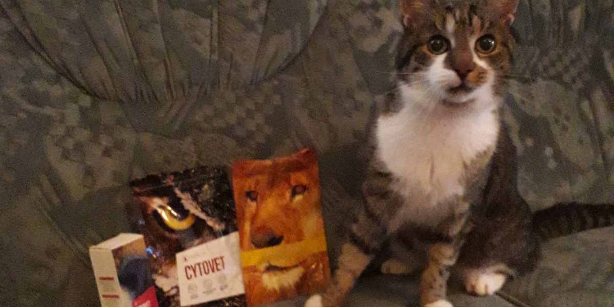 macska leukózis kezelése