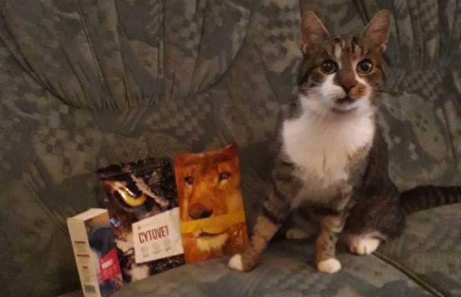 macskaleukozis macska leukózis kezelése