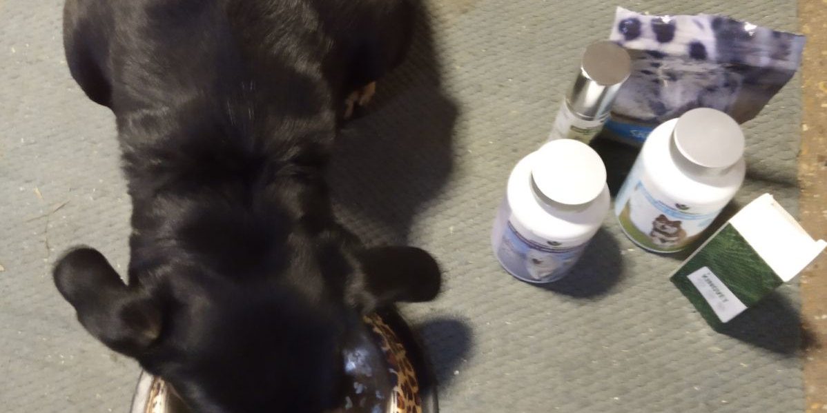 tacskobenulas tacskóbénulás