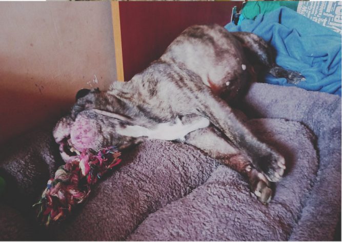 IMG_20210929_1511471 francia bulldog