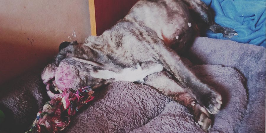 IMG_20210929_1511471 francia bulldog