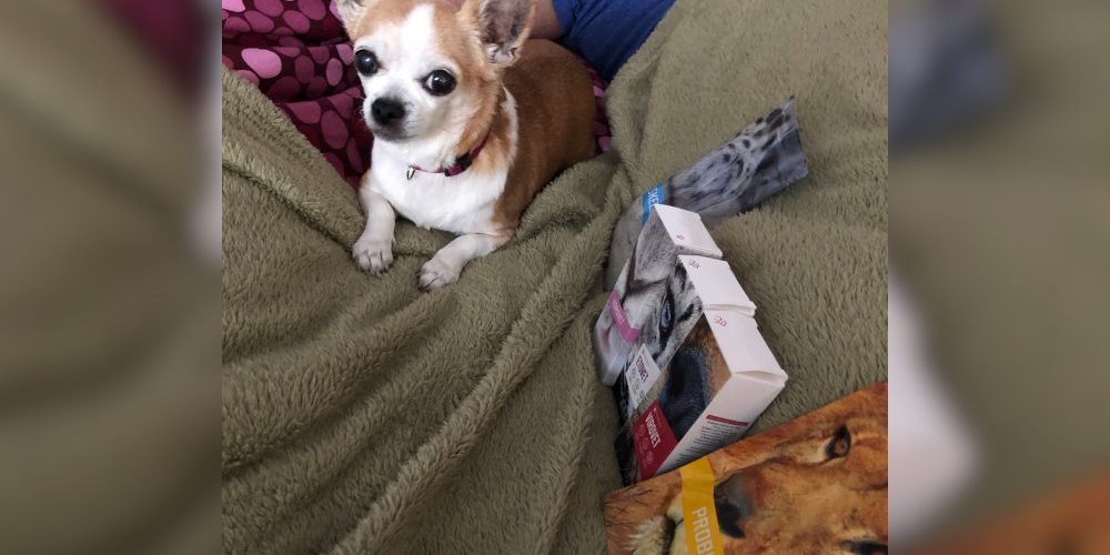 IMG_2340-1 kutya allergia