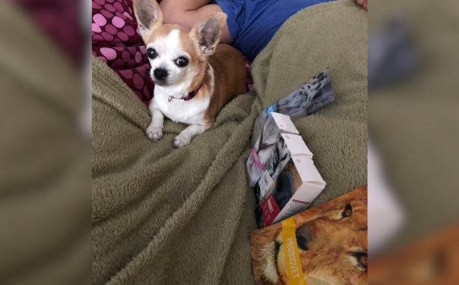 IMG_2340-1 kutya allergia