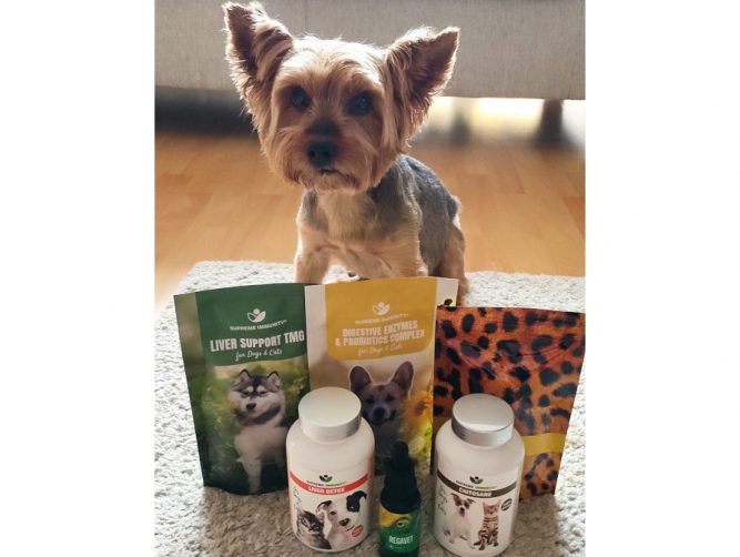 kutya hepatitis kutya hepaptitis