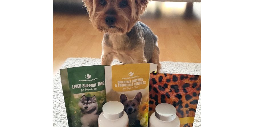 kutya hepatitis kutya hepaptitis