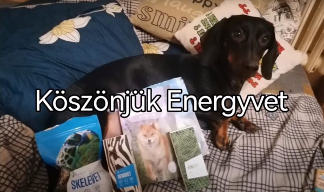 kutya-porckorongserv