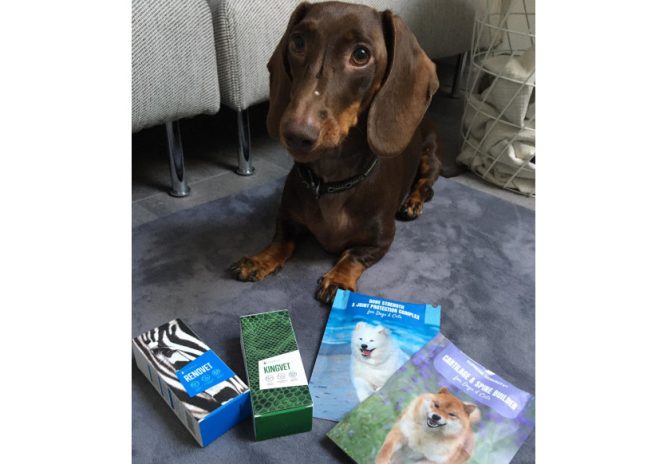 kutya porckorong sérv kutya porckorong sérv