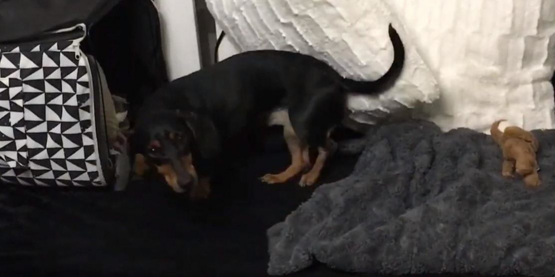 tacsko-gerinc-problema