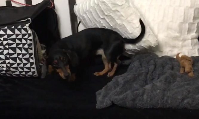 tacsko-gerinc-problema