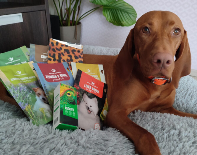 vizsla gyógyulása vizsla gyógyulása