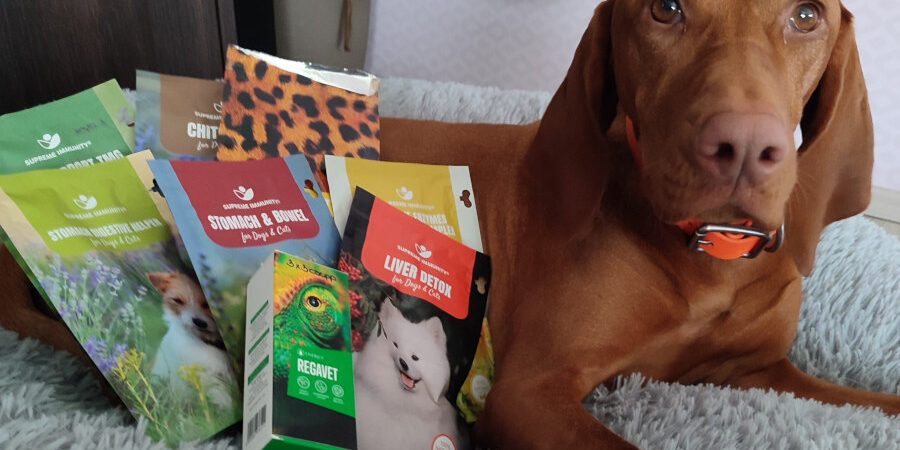 vizsla gyógyulása vizsla gyógyulása