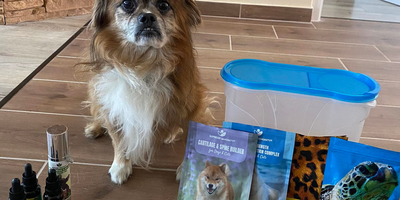 kutya-porckorongserv-drazse kutya porckorongsérv