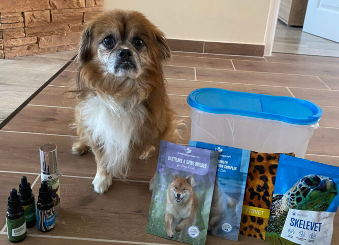 kutya-porckorongserv-drazse kutya porckorongsérv