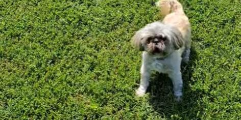 Screenshot_2023-05-22_18-12-07 kutya bénulás