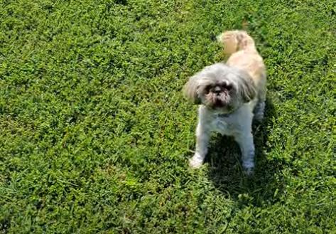 Screenshot_2023-05-22_18-12-07 kutya bénulás