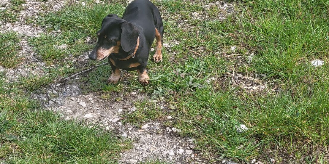 tacskobenulas Tacskóbénulás