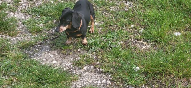 tacskobenulas Tacskóbénulás