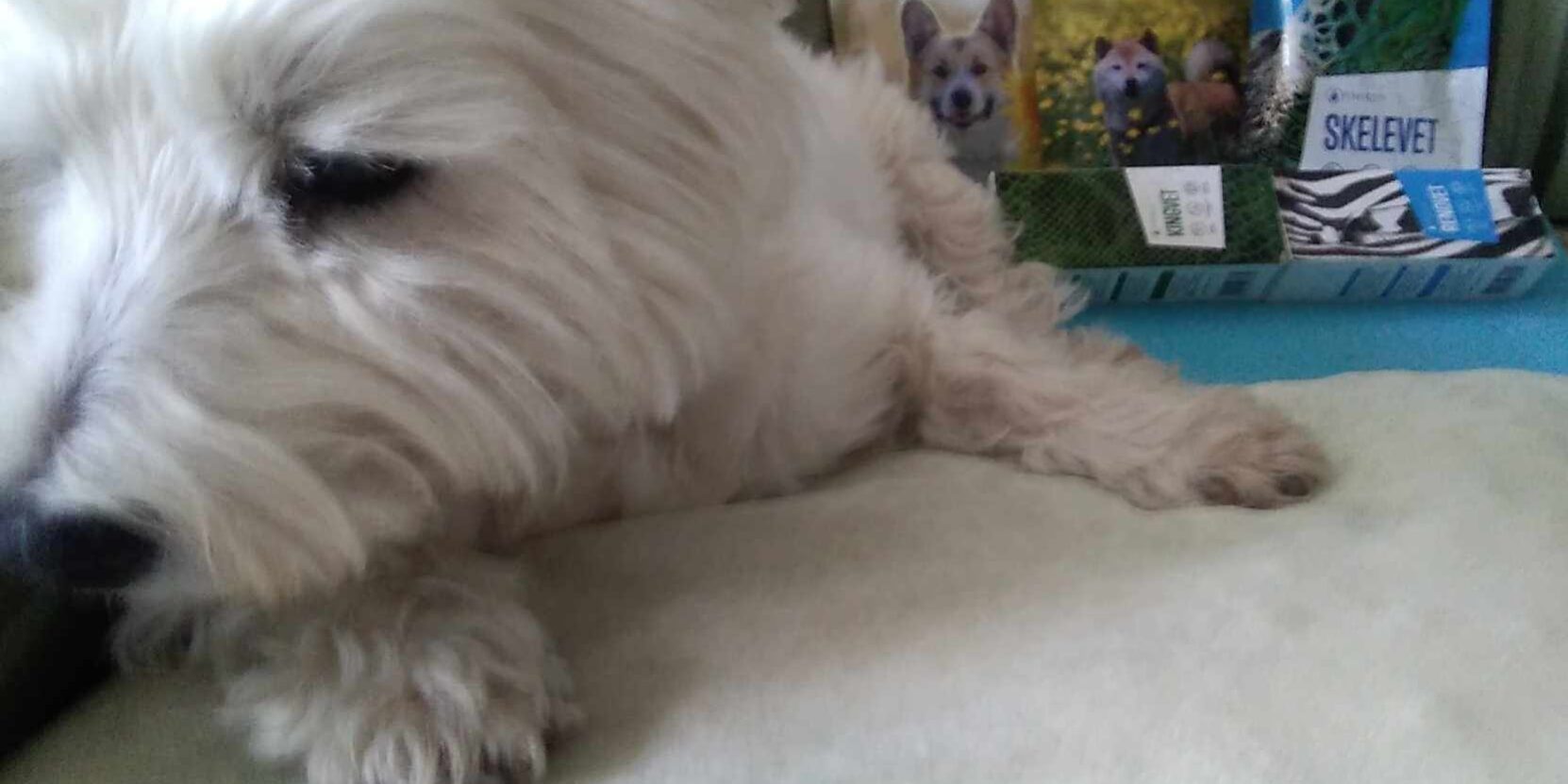 received_1003107524468852 Kutya rákos melldaganat