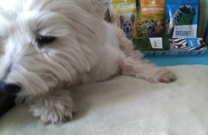 received_1003107524468852 Kutya rákos melldaganat