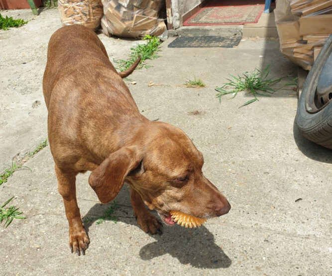 vizsla Vizsla daganatos betegség