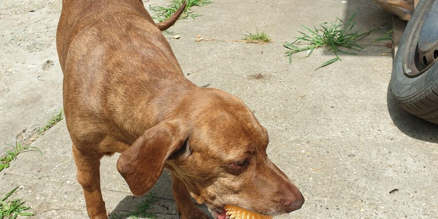 vizsla Vizsla daganatos betegség