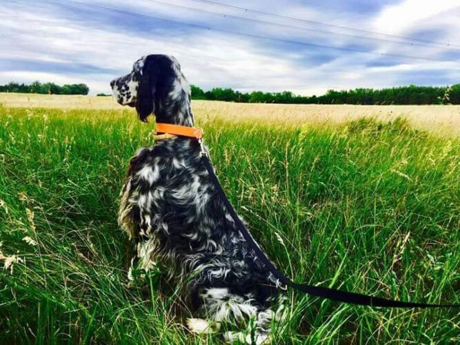 FB_IMG_1556605171989-1 kutya daganat