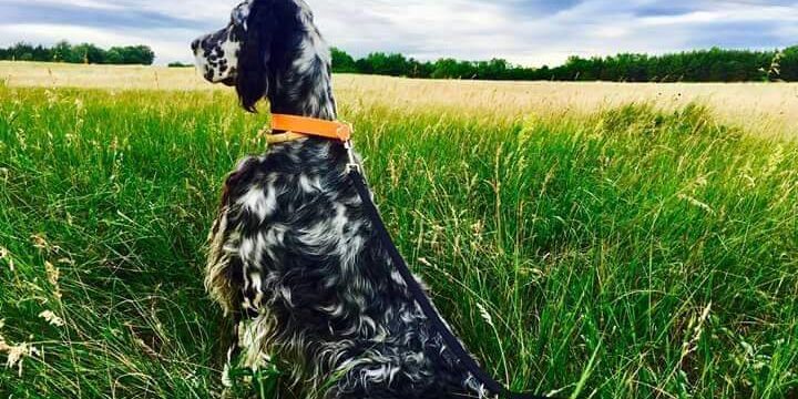 FB_IMG_1556605171989-1 kutya daganat