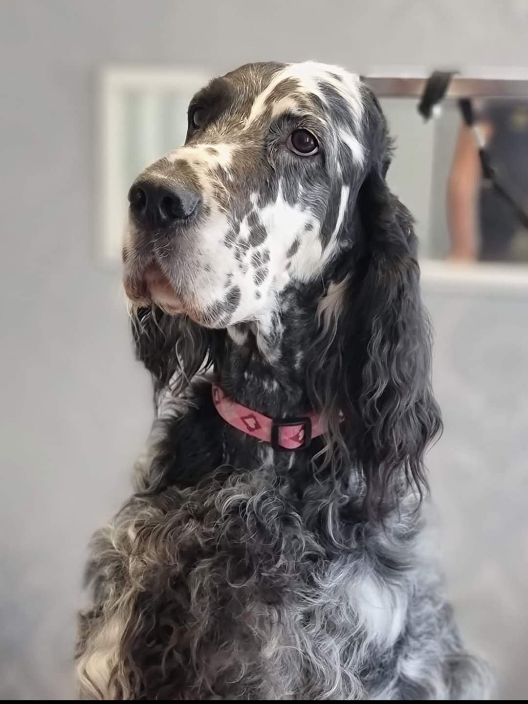 szetter kutya daganat