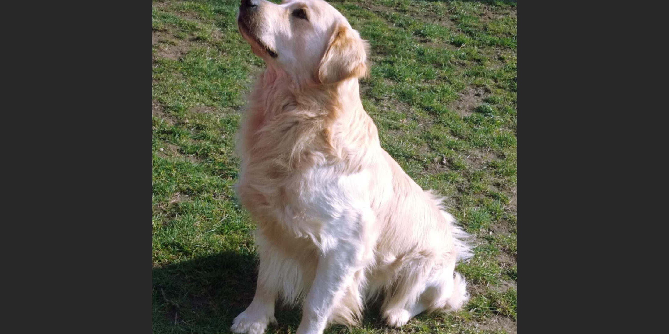 kutya-viszketes kutya viszketés