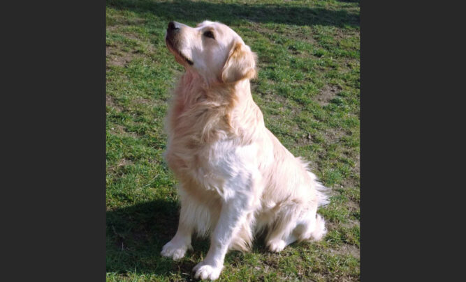 kutya-viszketes kutya viszketés