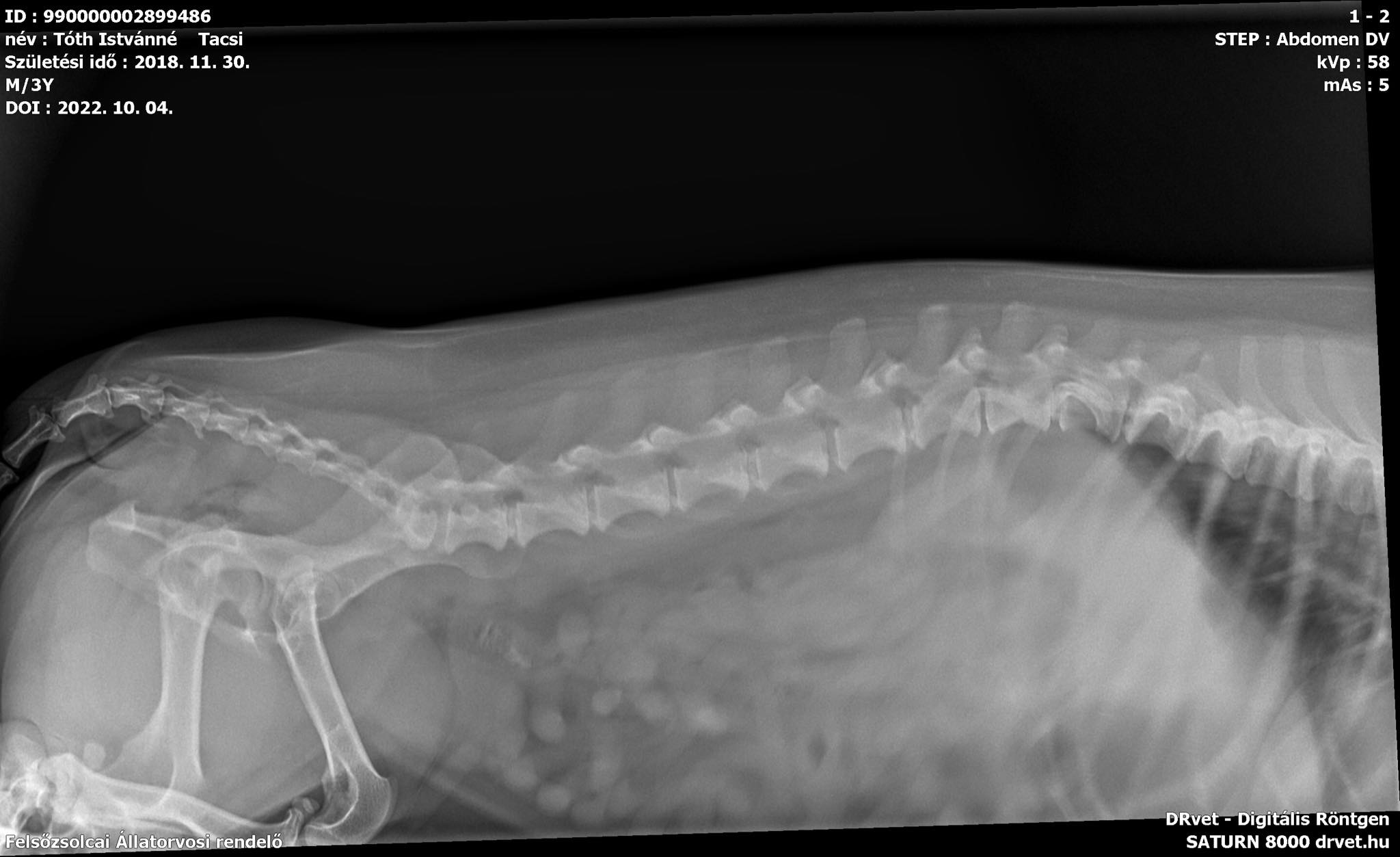 tacskó kutya bénulás