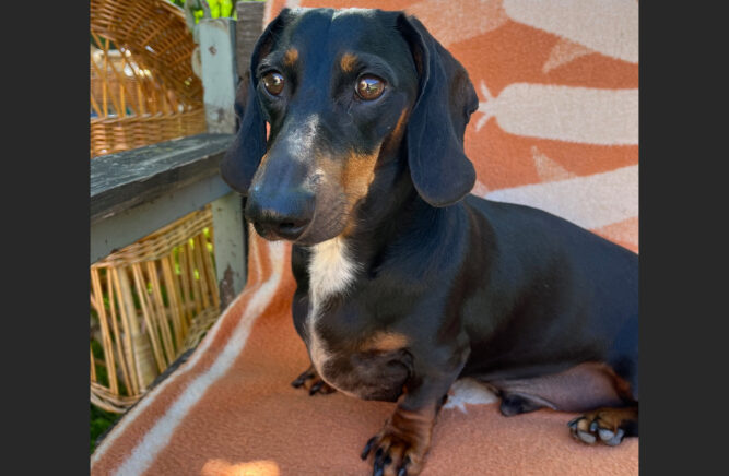 tacskóbénulás tacskóbénulás