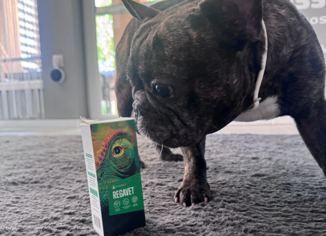 image_123650291 kutya gyógyulása